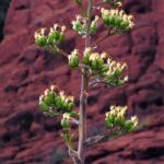 Grand Canyon South Rim Day Trip from Flagstaff - The Experience in Detail: What to Expect from the Tour