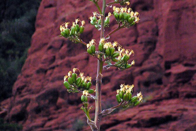 Grand Canyon South Rim Day Trip from Flagstaff - The Experience in Detail: What to Expect from the Tour
