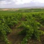 Grape harvest and breakfast at the winery in Menfi - An In-Depth Look at the Grape Harvest and Breakfast Tour in Menfi