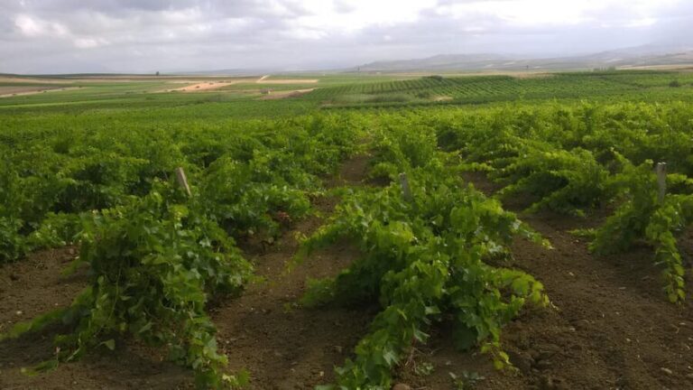 Grape harvest and breakfast at the winery in Menfi - An In-Depth Look at the Grape Harvest and Breakfast Tour in Menfi