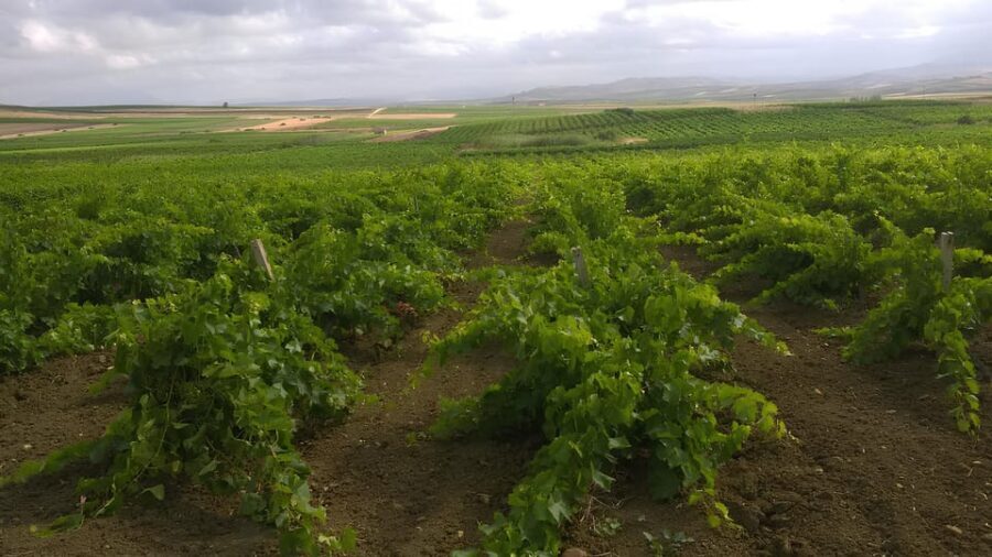 Grape harvest and breakfast at the winery in Menfi - An In-Depth Look at the Grape Harvest and Breakfast Tour in Menfi