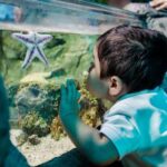 Grapevine: SEA LIFE Grapevine Aquarium General Admission - Who Will Love This Experience?