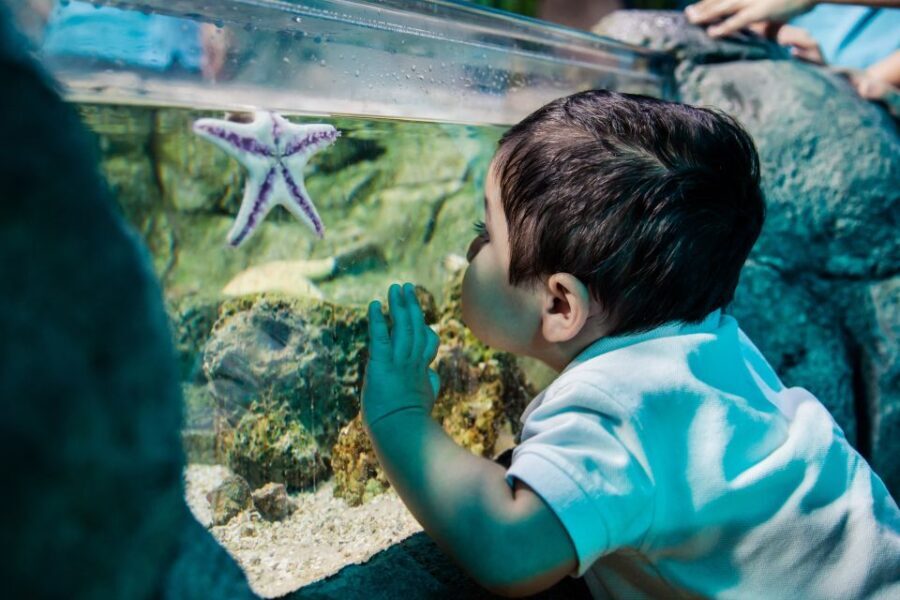 Grapevine: SEA LIFE Grapevine Aquarium General Admission - Who Will Love This Experience?