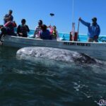 Gray Whale-Watching 2-Day Experience in Magdalena Bay - The Practical Side: What to Expect