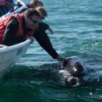 Gray Whale-Watching 2-Day Experience in Magdalena Bay - The Practicalities: Pricing, Duration, and Value