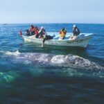Gray Whale Watching Tour at Lopez Mateos - Potential Drawbacks and Tips