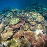 Great Barrier Reef and MOUA Cruise from Townsville or Magnetic Island - An In-Depth Look at the Tour Experience