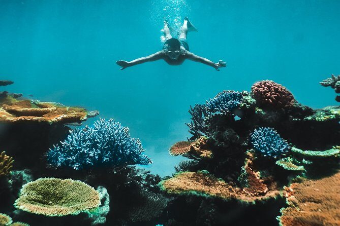 Great Barrier Reef Cruise from Townsville or Magnetic Island - Authentic Experiences and Real Feedback