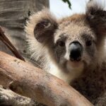 Great Ocean Road 1 Day Luxury Private Tour - What Makes This Tour Stand Out?