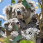 Great Ocean Road, 12 Apostles, Rainforest & Morning Tea-Melbourne - Final Thoughts