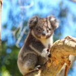 Great Ocean Road: Guided Wildlife Walk that Supports Nature - Practical Details and What to Keep in Mind