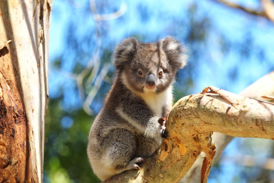 Great Ocean Road: Guided Wildlife Walk that Supports Nature - Practical Details and What to Keep in Mind