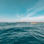 Great Ocean Road: Kayaking with Seals Tour - An In-Depth Look at the Kayaking with Seals Experience