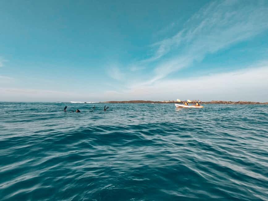 Great Ocean Road: Kayaking with Seals Tour - An In-Depth Look at the Kayaking with Seals Experience