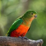 Great Ocean Road Private Tour - FAQs