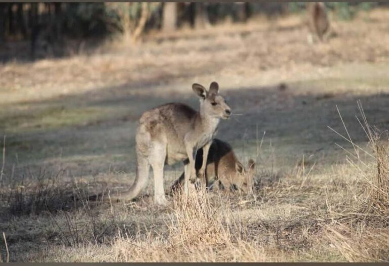 Great Ocean Road Tour PRIVATE LUXURY-FREE entry,hotel pickup - FAQ