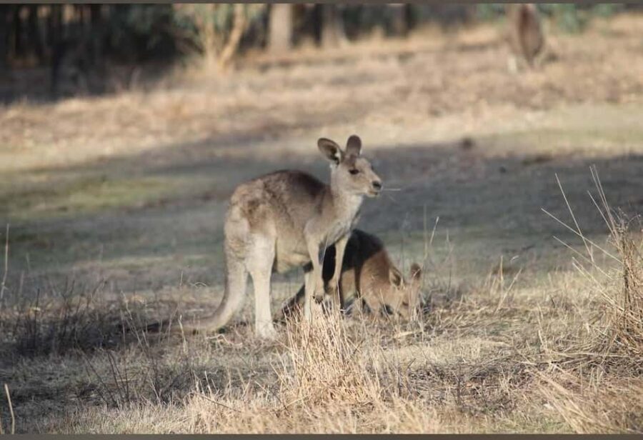 Great Ocean Road Tour PRIVATE LUXURY-FREE entry,hotel pickup