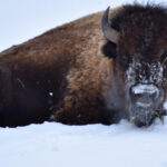 Great Plains Zoo - Exploring the Great Plains Zoo in Detail