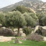 Greece: Private Olive Oil Tasting and Corinth Canal Tour - Exploring the Itinerary
