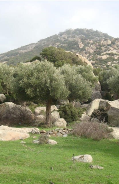 Greece: Private Olive Oil Tasting and Corinth Canal Tour - Exploring the Itinerary