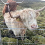 Greenock: Loch Lomond & The Trossachs National Park Tour - Final Thoughts