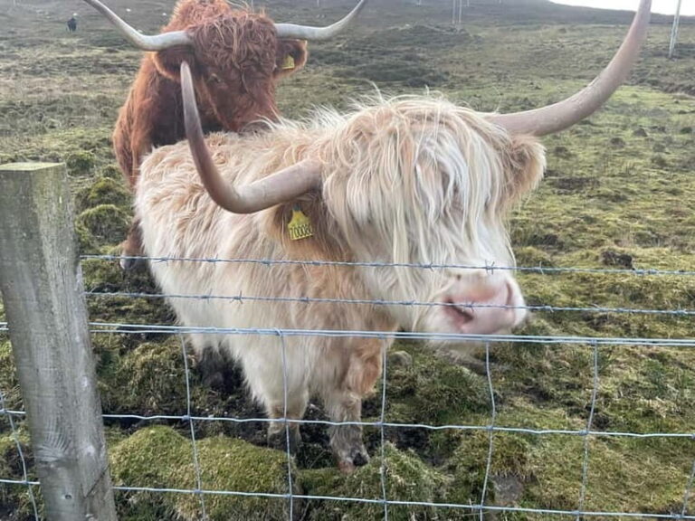 Greenock: Loch Lomond & The Trossachs National Park Tour - Final Thoughts