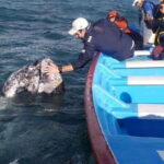 Grey Whale Watching at Mag Bay From Loreto - The Experience in Detail
