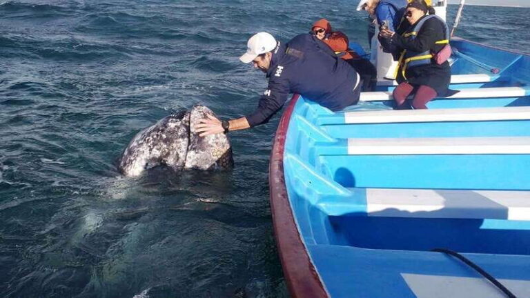 Grey Whale Watching at Mag Bay From Loreto - The Experience in Detail