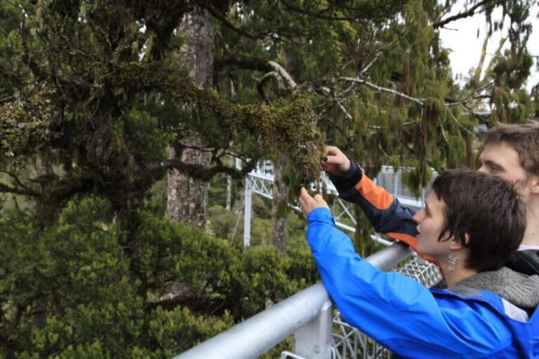 Greymouth: Hokitika Gorge and Tree Top Walkway Half-Day Tour - An In-Depth Review of the Hokitika Gorge and Tree Top Walkway Tour