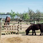 Grosseto: visit the family farm with tasting of local food - Practical Details and Tips for Your Visit