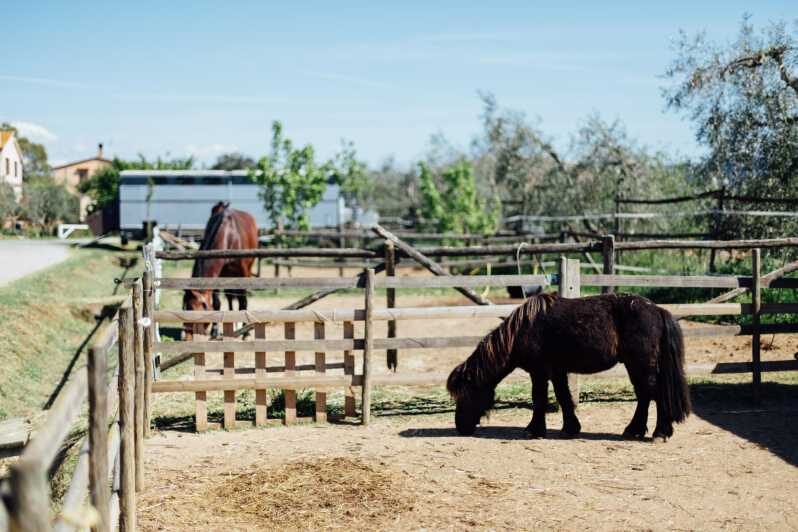 Grosseto: visit the family farm with tasting of local food - Practical Details and Tips for Your Visit