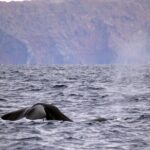 Guaranteed Whale or Dolphin Watching Tour - Funchal - In-Depth: What to Expect on the Tour