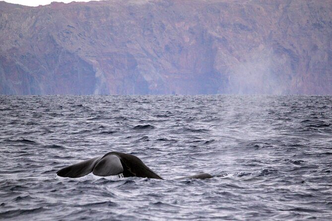 Guaranteed Whale or Dolphin Watching Tour - Funchal - In-Depth: What to Expect on the Tour