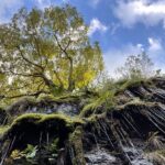 Guided Bike Ride: Exploring the Limerick Greenway - Who Should Consider This Tour?