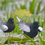 Guided Birdwatching day trip to the Danube Delta - private program - A Deep Dive into the Danube Birdwatching Experience