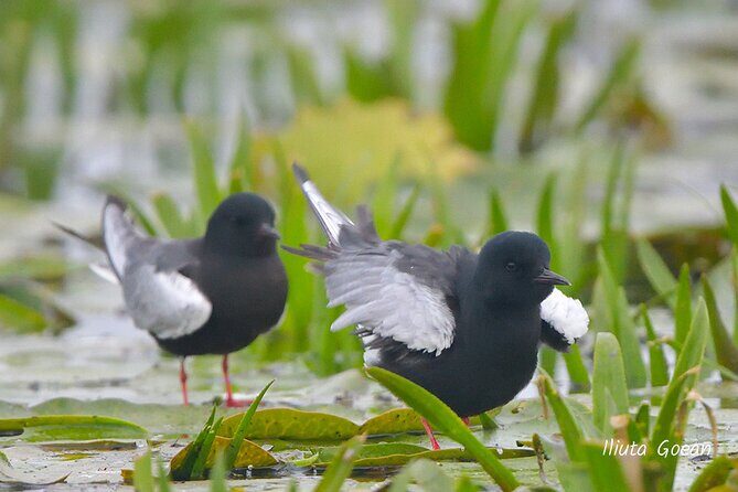 Guided Birdwatching day trip to the Danube Delta - private program - A Deep Dive into the Danube Birdwatching Experience