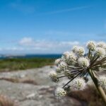Guided boat tour to Vinga in Gothenburg - Who Would Enjoy This Tour?