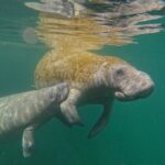 Guided Crystal River Manatee Snorkeling Tour - Evaluating the Value: Is It Worth It?