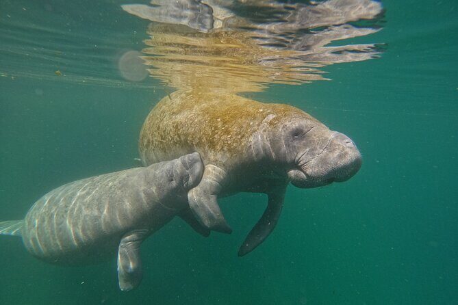 Guided Crystal River Manatee Snorkeling Tour - Evaluating the Value: Is It Worth It?