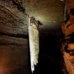 Guided Doolin Cave Tour: Experience Europe's Largest Stalactite - The Experience Beyond the Cave