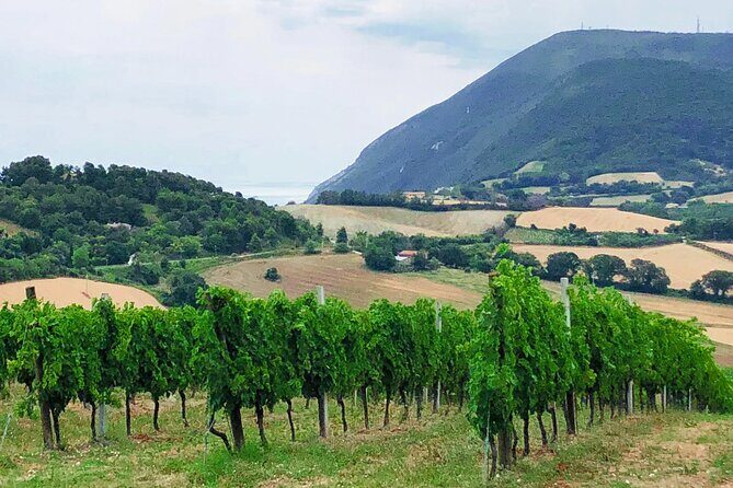 Guided E-Bike tour with food and wine tasting. - Exploring the Experience in Detail