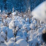 Guided Fairbanks Snowmobile Tour - Final Words