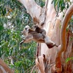 Guided Koala Walk and Bushfire ecology tour - Who Will Appreciate This Tour?