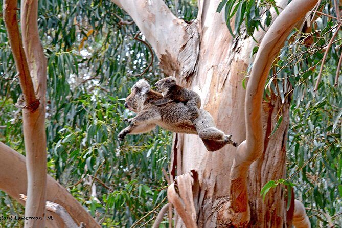 Guided Koala Walk and Bushfire ecology tour - Who Will Appreciate This Tour?