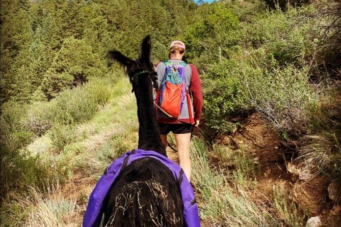 Guided Llama Hike in the Rocky Mountains - An In-Depth Look at the Guided Llama Hike Experience