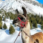 Guided llama hike with traditional raclette - Who Will Love This Experience?