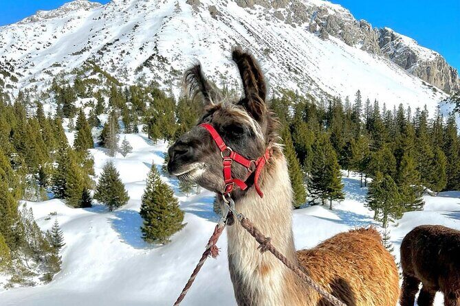 Guided llama hike with traditional raclette - Who Will Love This Experience?