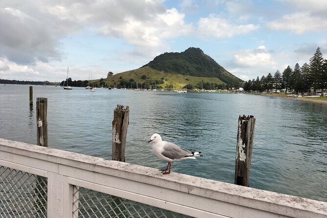 Guided Mori History and Culture Tour to Rotorua and Tauranga - Who Should Consider This Tour?
