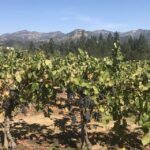 Guided Private Wine Tour to Napa and Sonoma Wine Country - A Detailed Look at the Napa & Sonoma Private Wine Tour