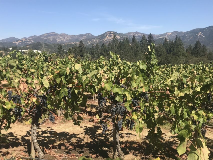 Guided Private Wine Tour to Napa and Sonoma Wine Country - A Detailed Look at the Napa & Sonoma Private Wine Tour